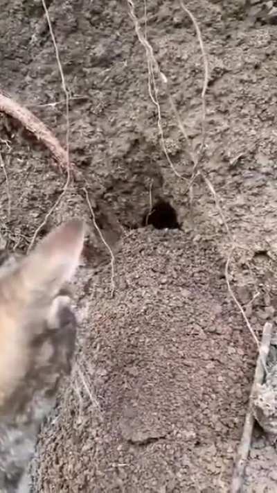 Poles domesticating animals to harras more bobers