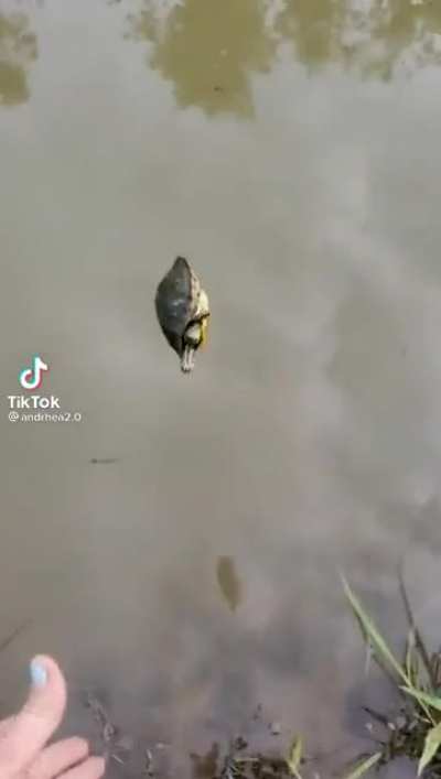 Bye turtles
