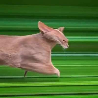 Cat trip