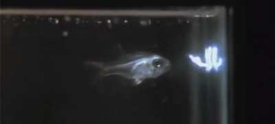 The Cardinalfish looks like it's straight up spitting fire. This is actually caused by a type of glowing plankton the fish spits out, afraid that the glow might attract predators.