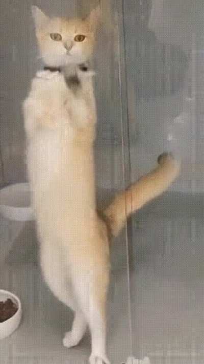 "Wednesday" Cat dance