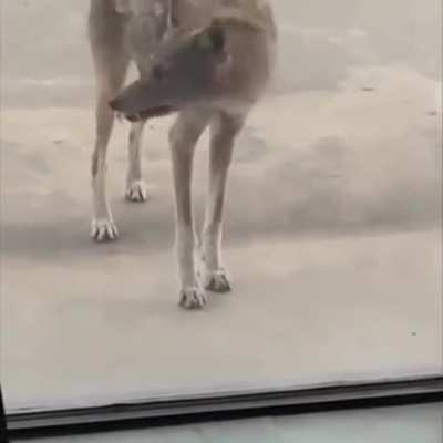 Rabid coyote just wants some hugs n&rsquo; kisses