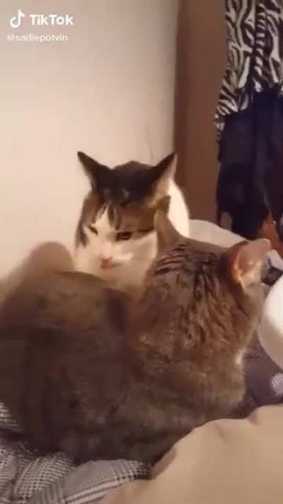 Chomp