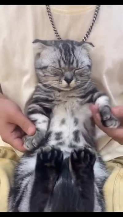Кот - танцор