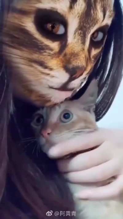Poor cats