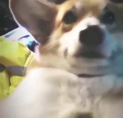 Bitch I&rsquo;m a dog woof