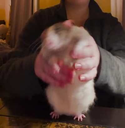 SPICY LATIN DANCE RAT IS BACK‼️ 🔥 🥵 💃 🔥 And more sensual than ever! 💗 🐀 RATA DE LA BACHATA‼️Bailando con mas sensualidad! VOLUME UP📢