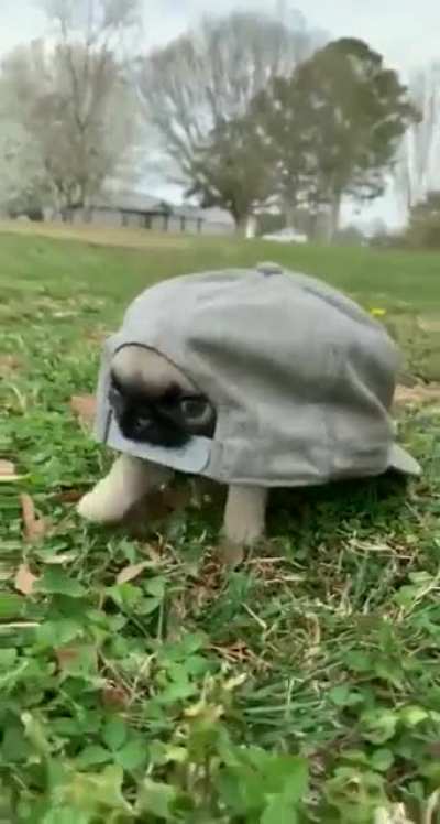 The rare Pugtle