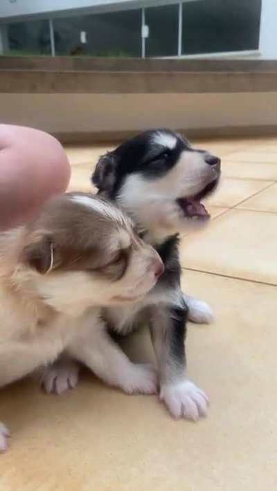 cute awoo