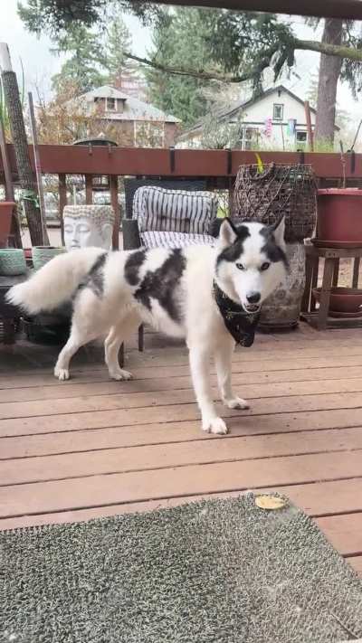 When you shouldn’t have to be outside like a normal husky