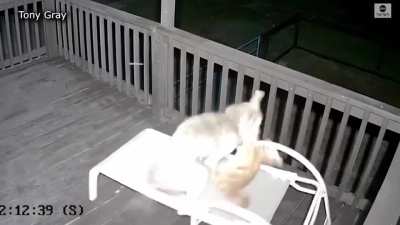 Kitty fighting off coyote