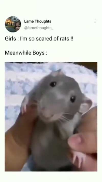 rat swag