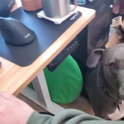 My sweet boy needs all the pets....making it hard to be productive at work (like I need another excuse to avoid emails!!)
