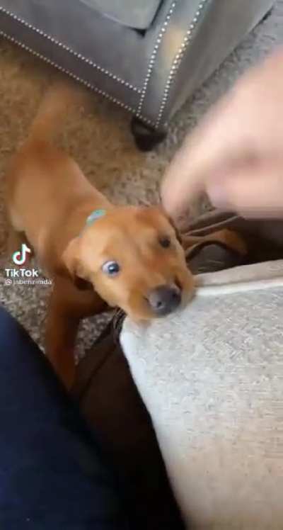 Puppy time