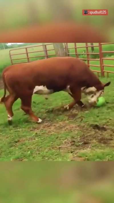 Spud loves his ball