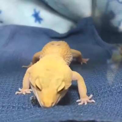 Gotcha little food...