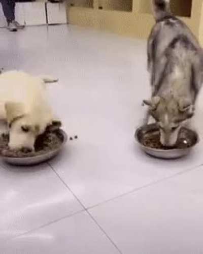 nom nom nom nom