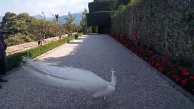 A rare white Peacock displaying its feathers
