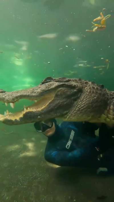 Imagine diving with an alligator&hellip;