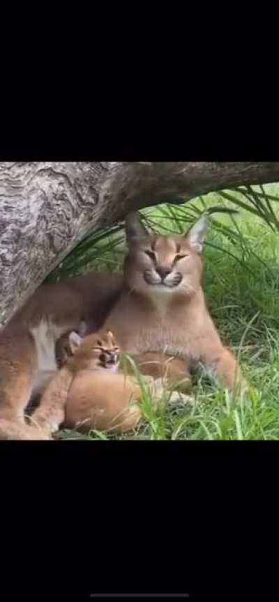 Big cat Yawn