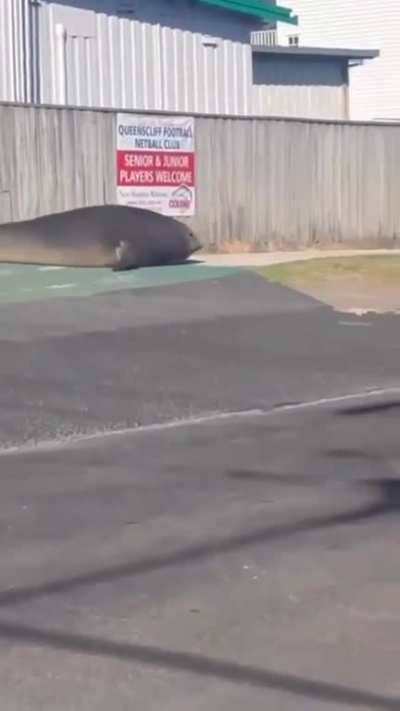 Seal