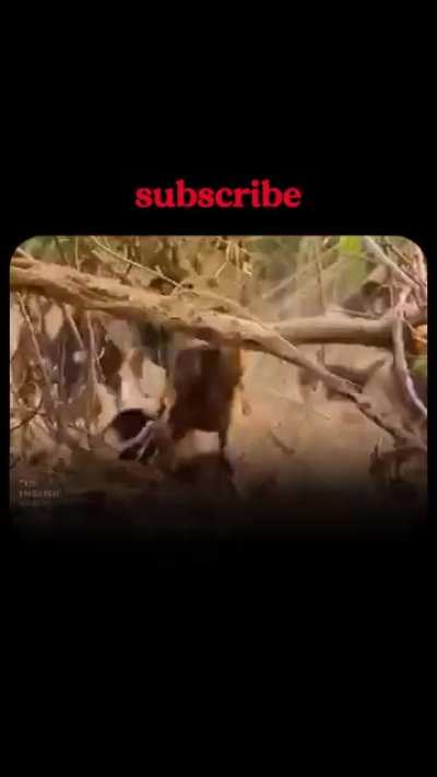 This honey badger shows why it&rsquo;s considered the most fearless animal on Earth