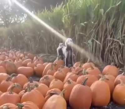 It&rsquo;s almost spooky season here&rsquo;s a skeleton doggo to bless the season!