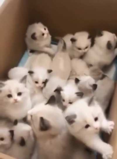 Here&rsquo;s a box of cute kittens for you