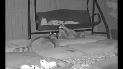 These are the sweetest raccoon snuggle clips from last night. Everyone was a little tired and they spent hours grooming each other, sleeping and snuggling❤️