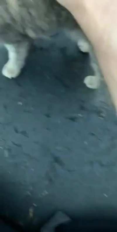 Cat feels betrayed