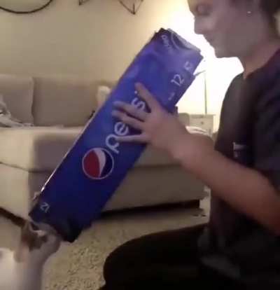 Cat cannon