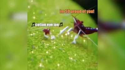 dancing shrimps