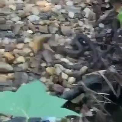 Snake x fish