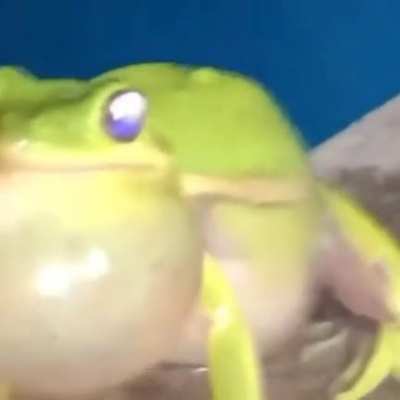 🐸