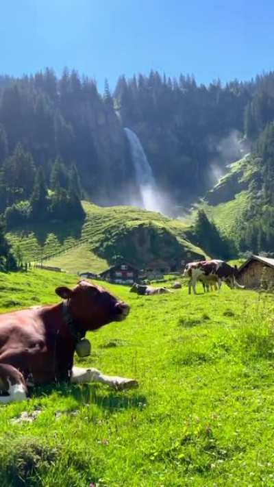 Ser una vaca en Suiza &amp;gt; Nacer en LATAM