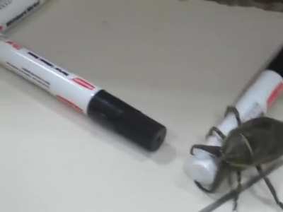 Large Insect