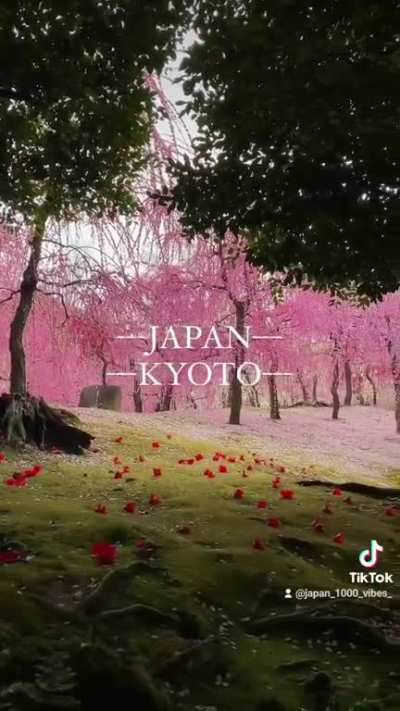 Kyoto Japan