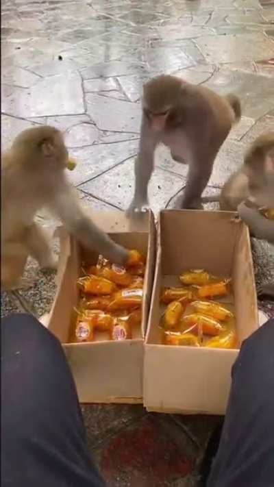 snack time for the monkeys