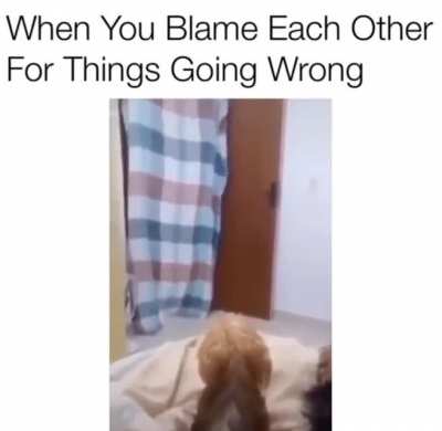 Angry ass dogs for no reason