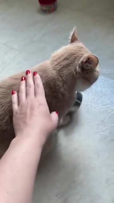 This cat is very demanding and gives 0 fks