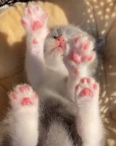 🐱