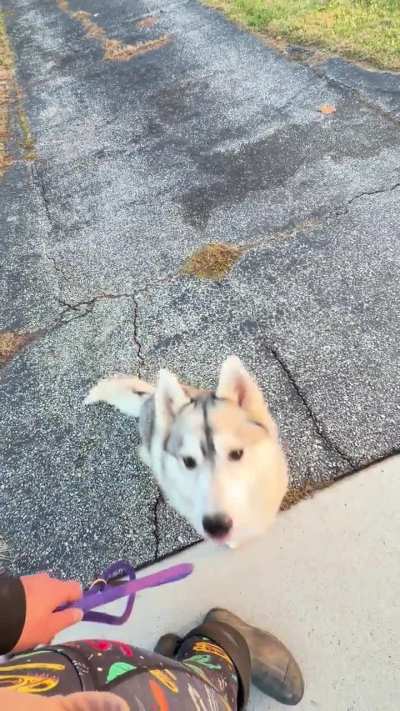 husky