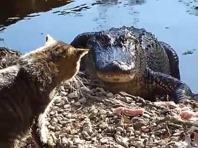 GATOR: "Wait. You're a kitty cat and I'm a fuckin alligator. What's happening here?"