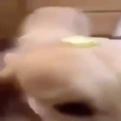 butter dog