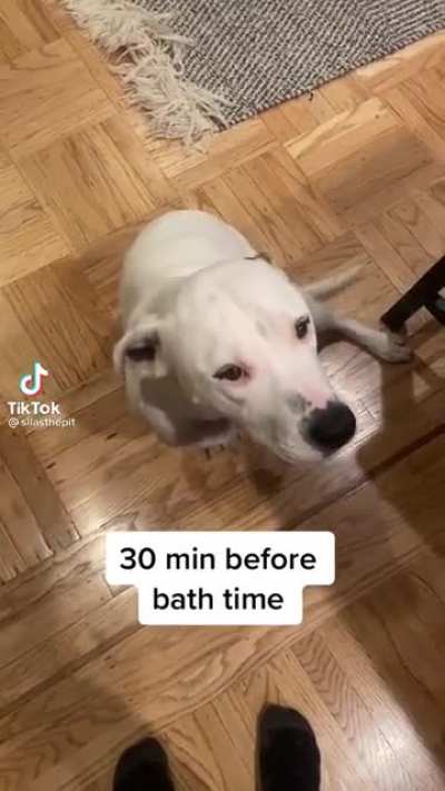 A man's best friend getting ready for bath time