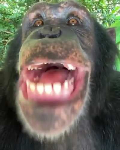 chimps are starting to learn how to talk, the chimp event in upon us