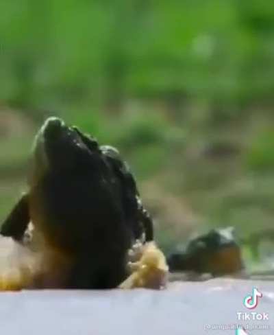 Frog Wrastlin&rsquo;