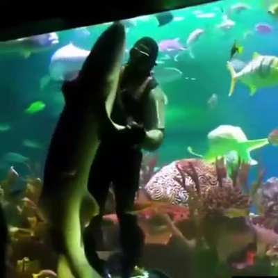 Shark Wedding Dance