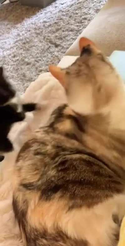 *Smacks* "Hey don't you dare to attack me back!" 😼