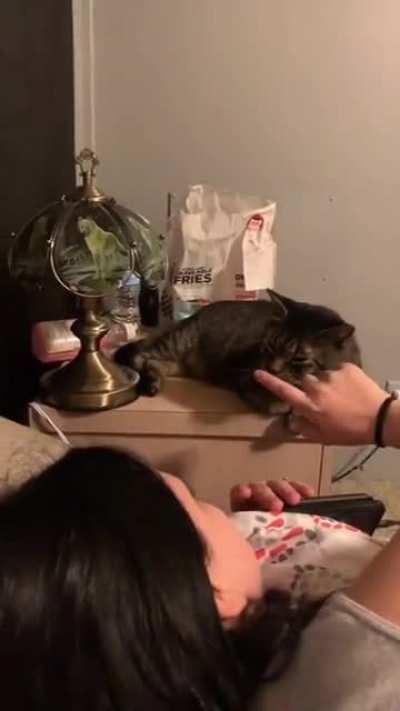 Cat conductor